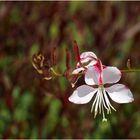 Fleur de gaura