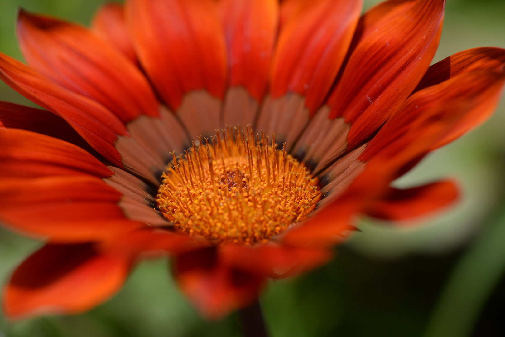 Fleur de Gazania (macro)