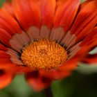 Fleur de Gazania (macro)