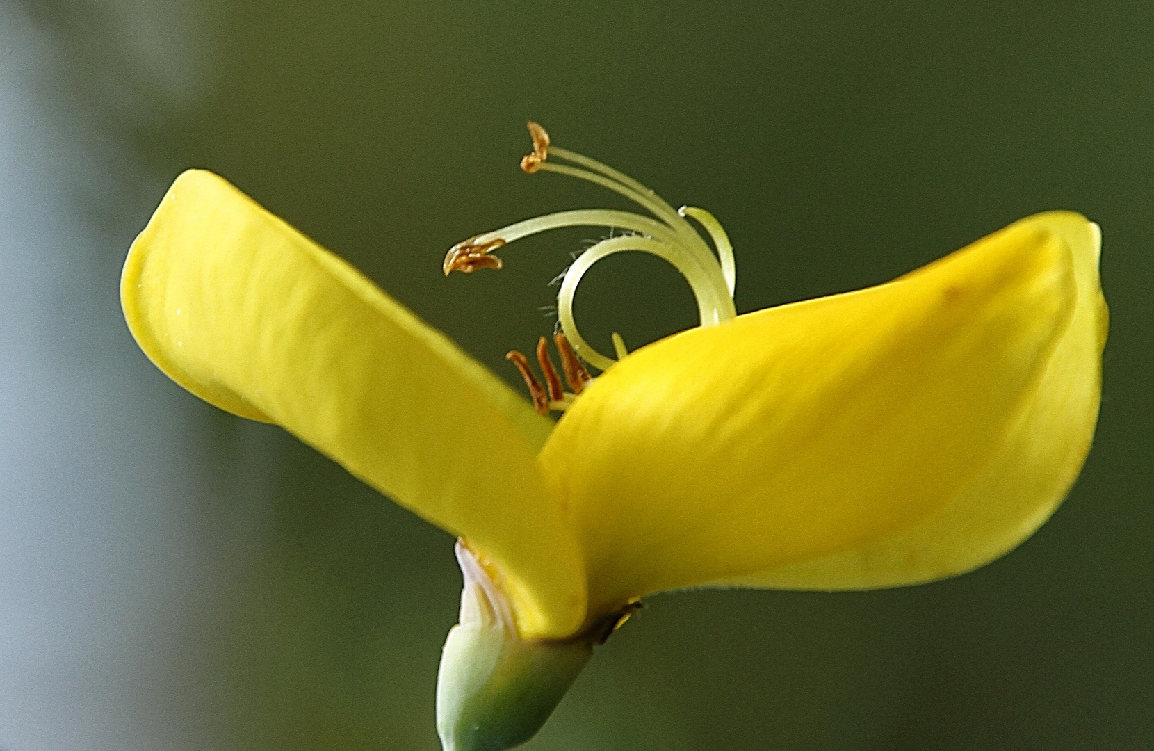 fleur de genet !