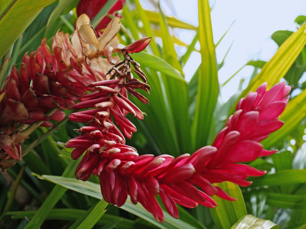 Fleur de gingembre rouge