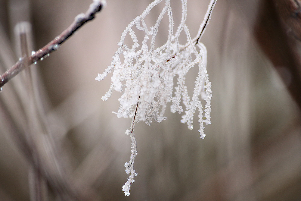 fleur de givre