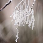 fleur de givre