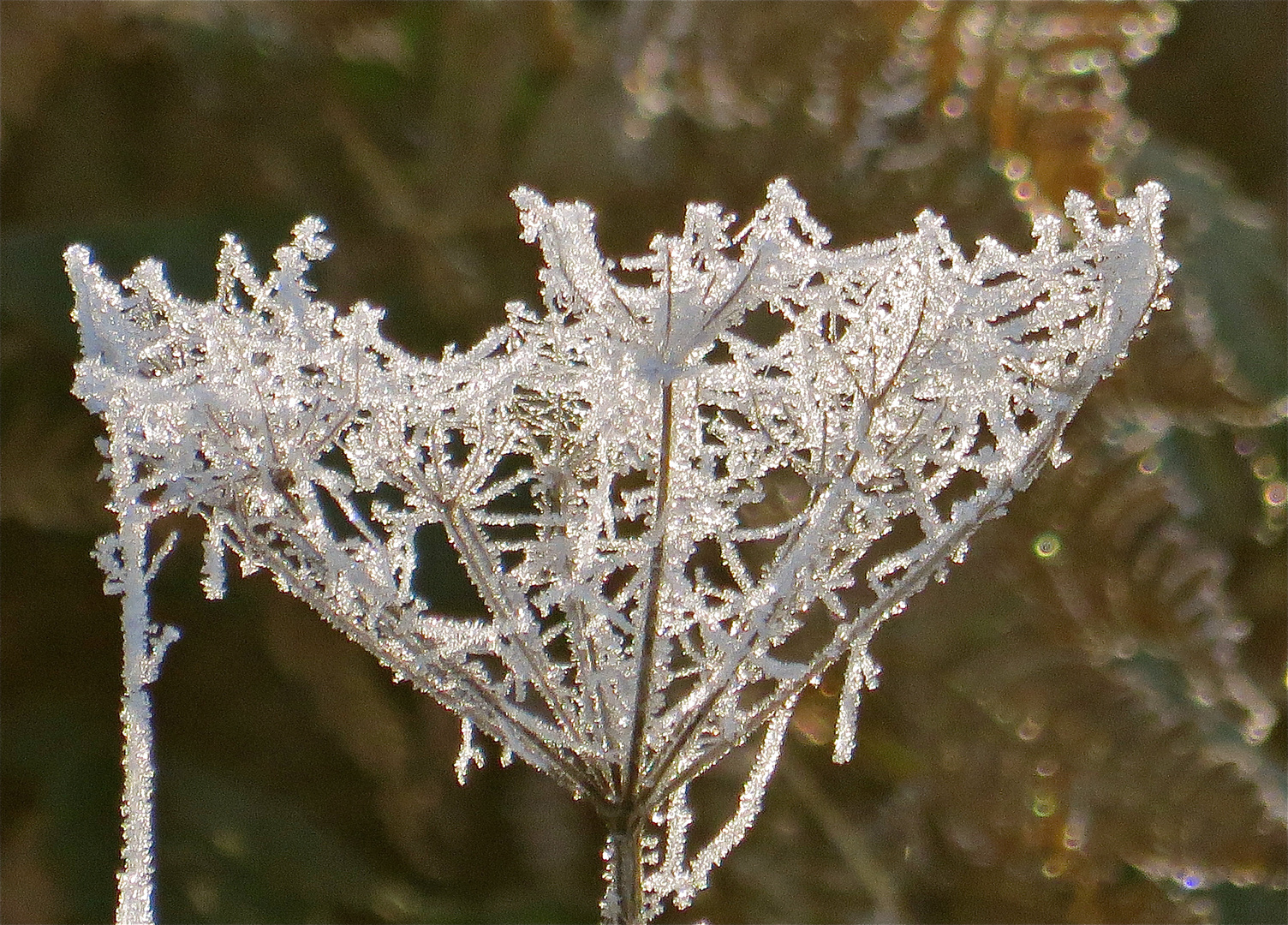 ... fleur de givre !!!...