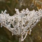 ... fleur de givre !!!...