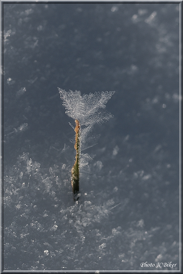 Fleur de glace