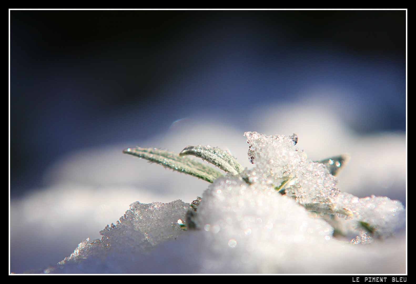 fleur de glace photo et image macro nature, macro divers, nature Images