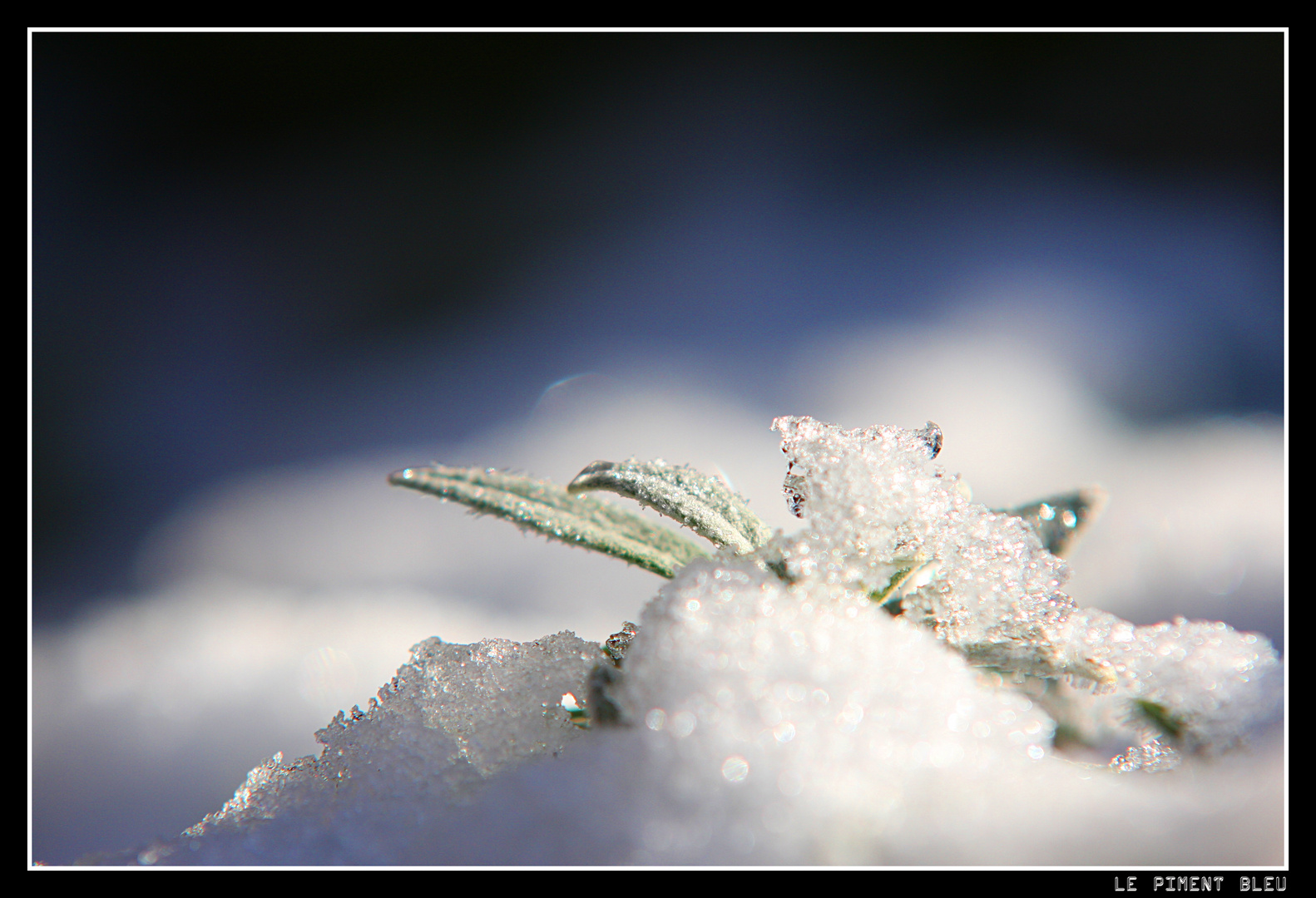 fleur de glace