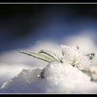 fleur de glace