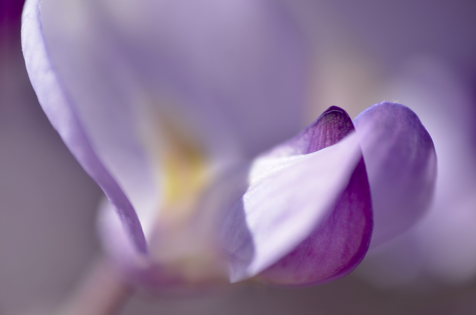 fleur de glycine