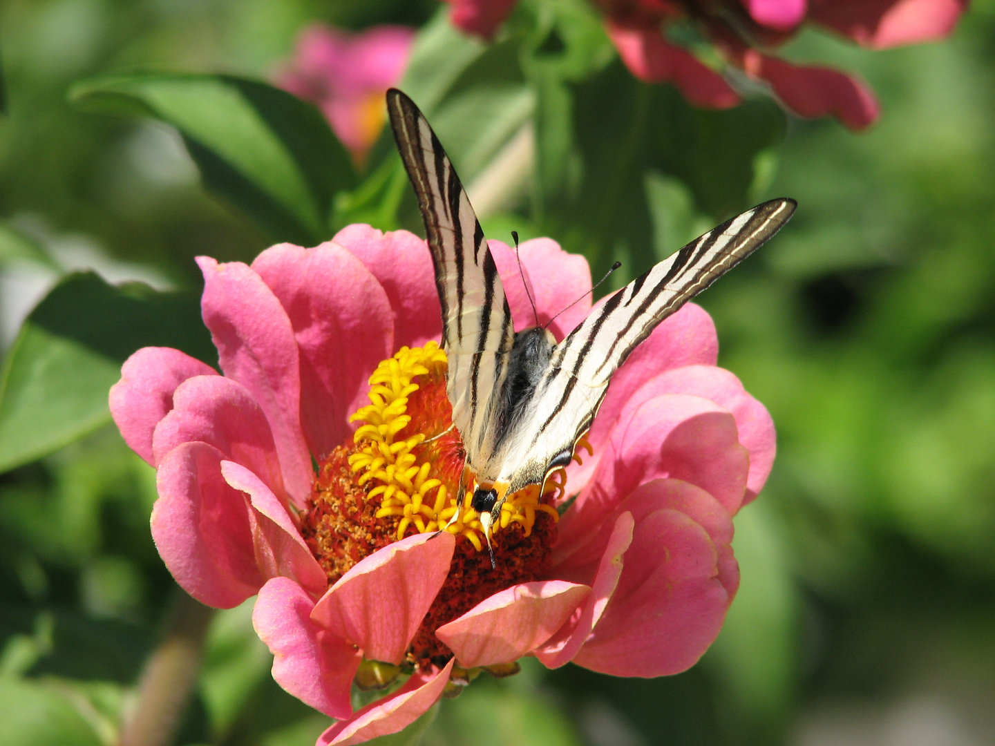 Fleur de grèce