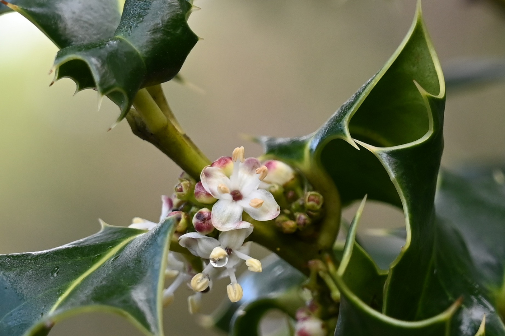 Fleur de houx