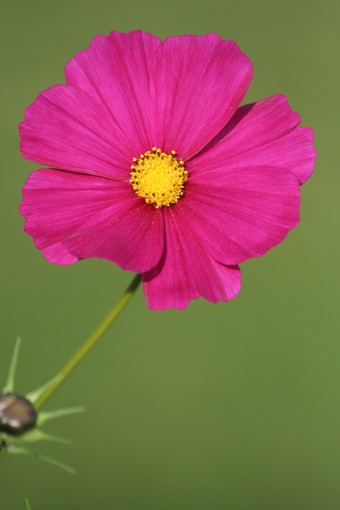 fleur de jachère