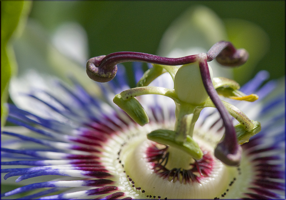 Fleur de la passion