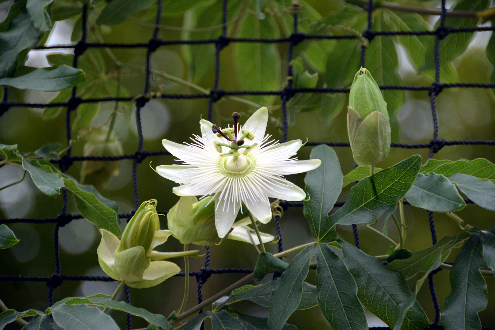 Fleur de la passion