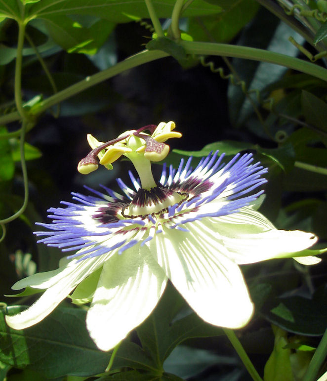 fleur de la passion