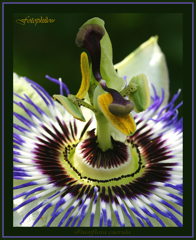 Fleur de la Passion (Passiflora caerula)