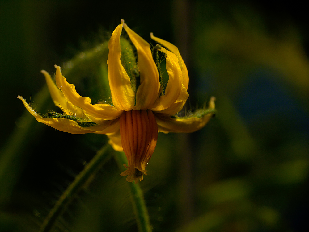 fleur de la tomate "Coeur de Boeuf"