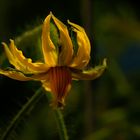 fleur de la tomate "Coeur de Boeuf"