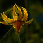 fleur de la tomate "Coeur de Boeuf"