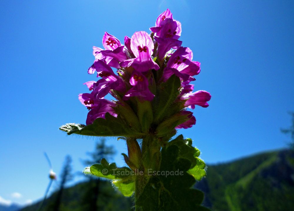 Fleur de la Vallée des Merveilles