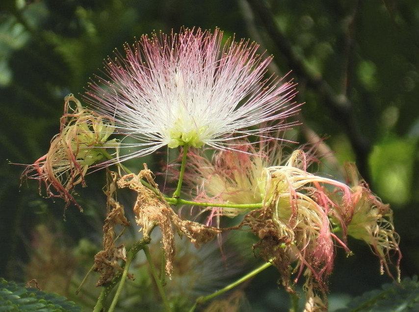 Fleur de l'Albizia encore appelée Acacia de Constantinople