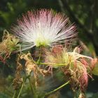 Fleur de l'Albizia encore appelée Acacia de Constantinople