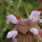 fleur de lamier pourpre !!!