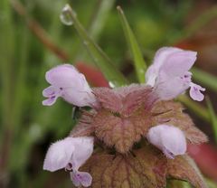 fleur de lamier pourpre !!!