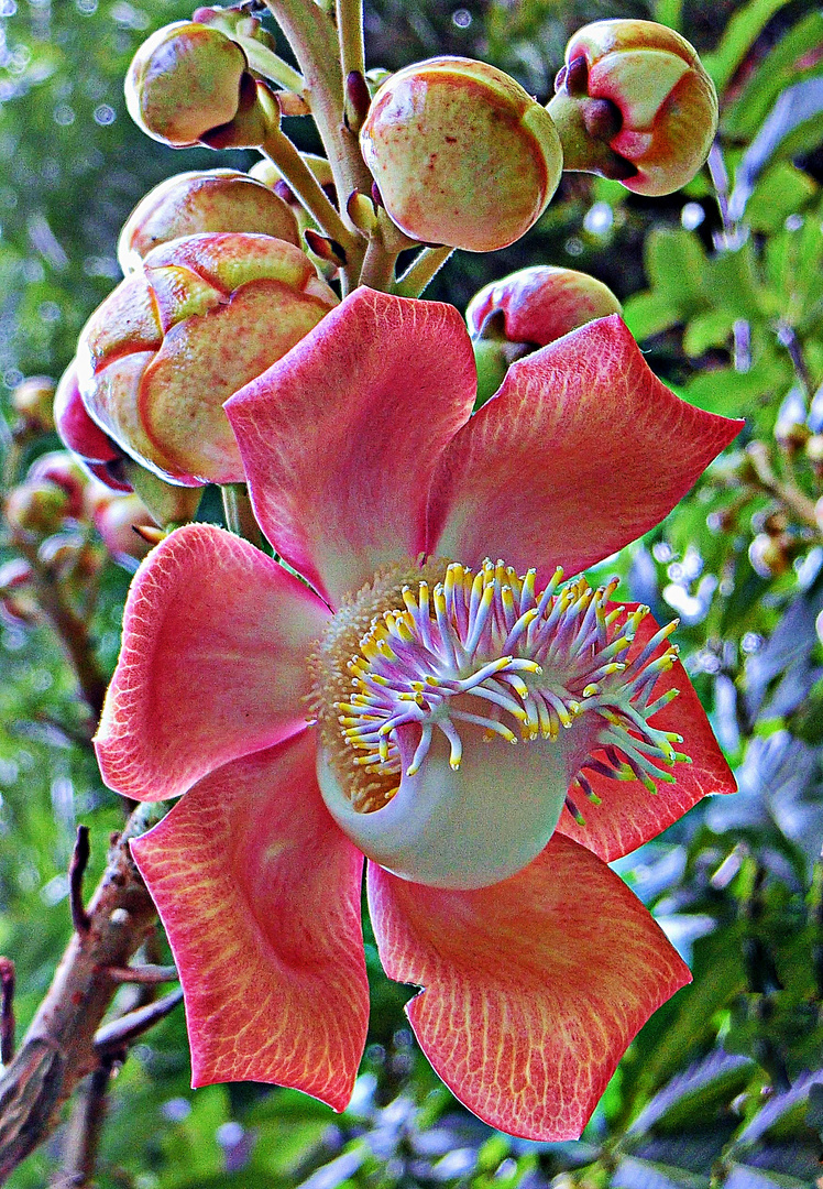 fleur de l'arbre à boulets de canon