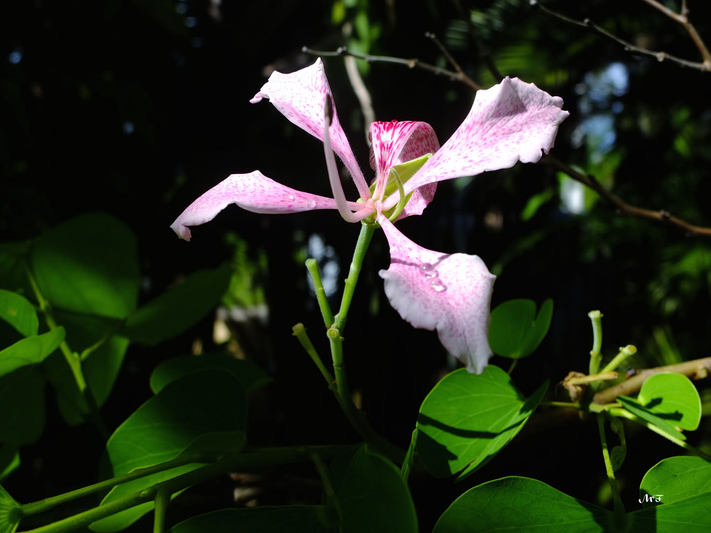 Fleur de l'arbre de Judée