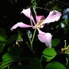 Fleur de l'arbre de Judée