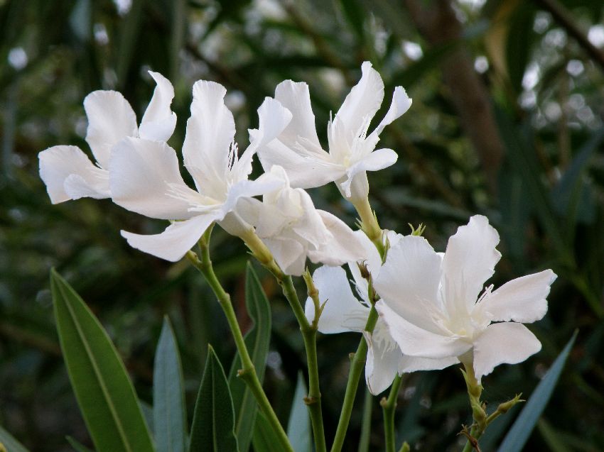 fleur de laurier