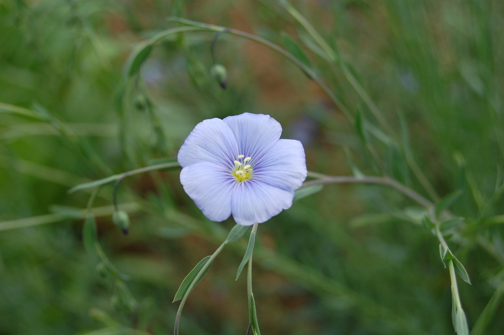 fleur de lin