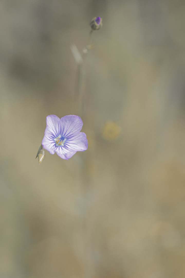 fleur de lin