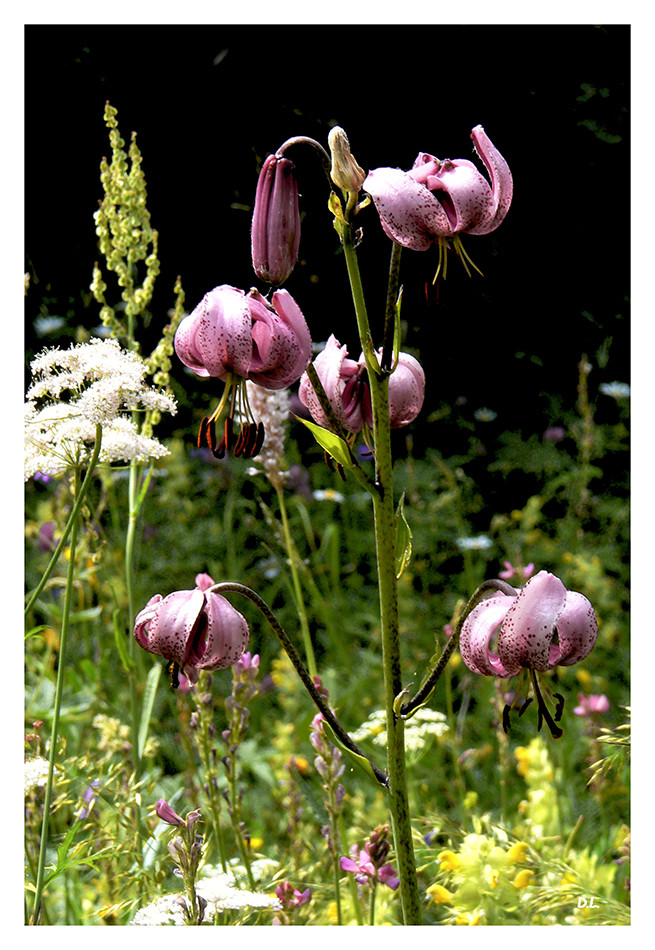 ..."Fleur de lis, c'est mon nom"...