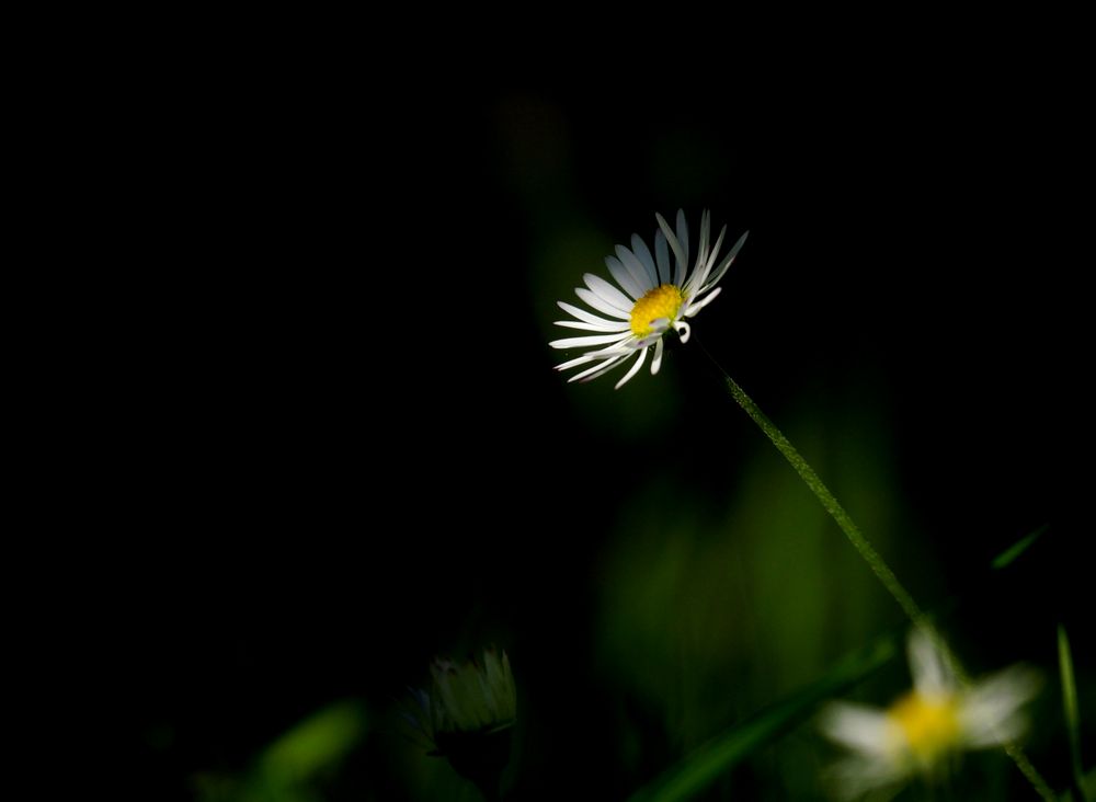 fleur de l'ombre