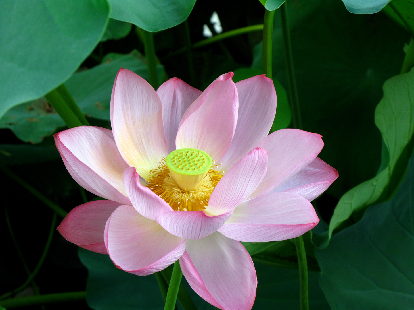 Fleur de Lotus