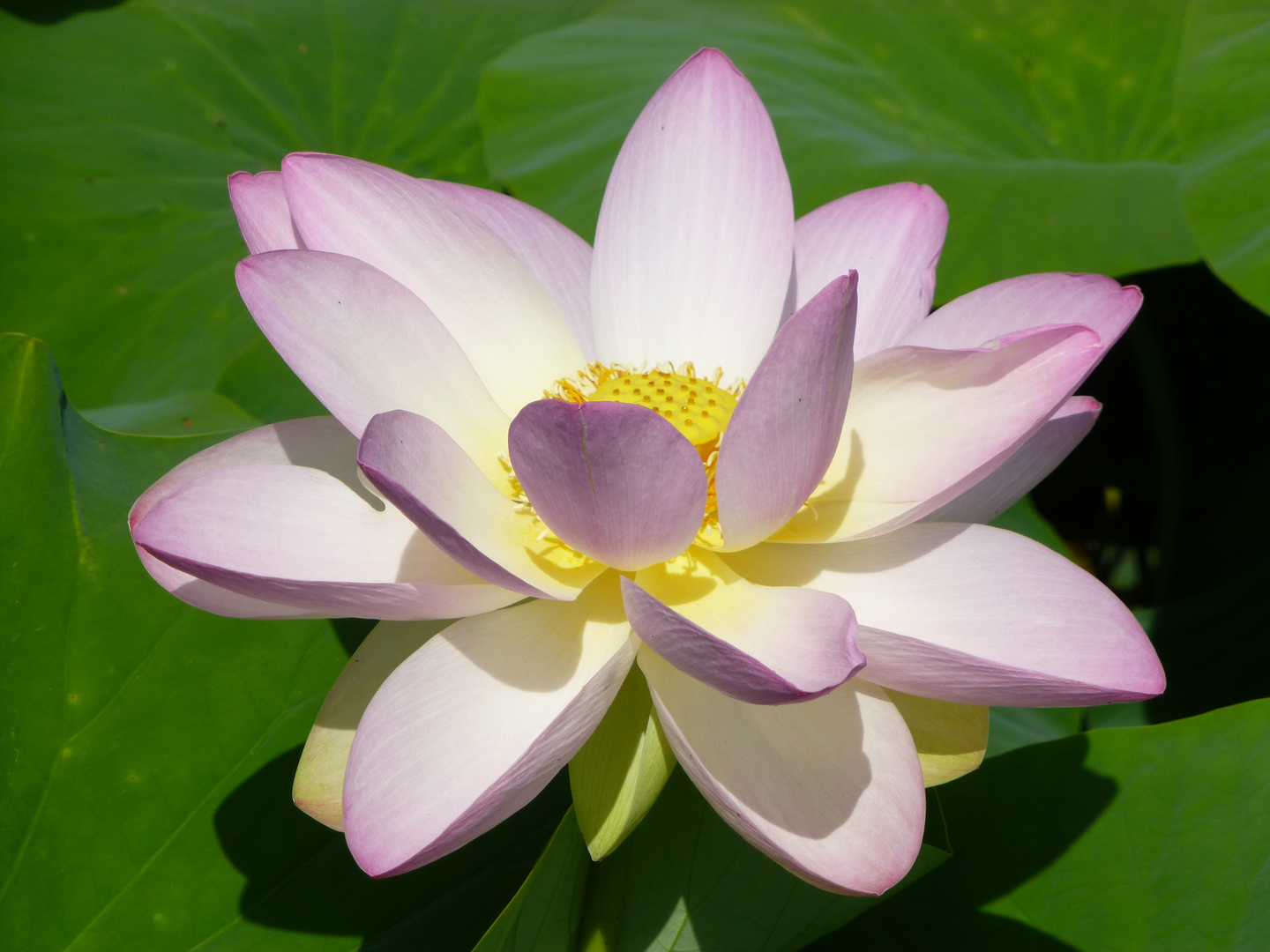 Fleur de Lotus