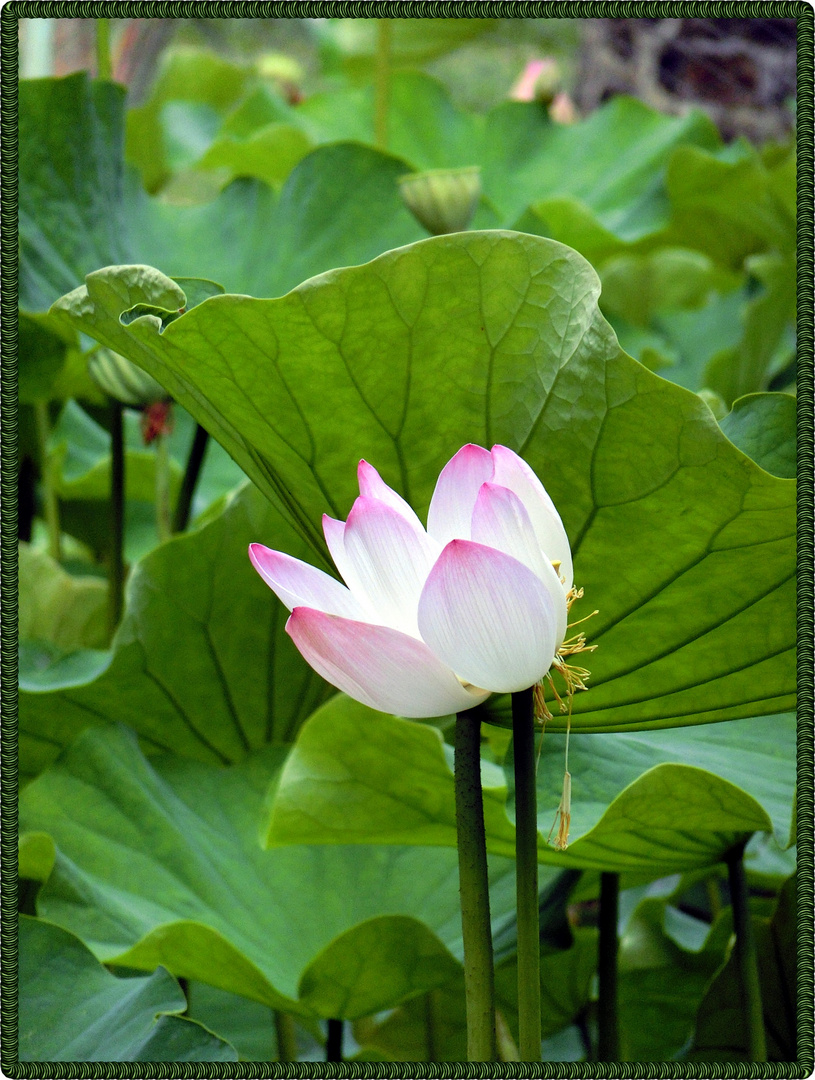 fleur de lotus