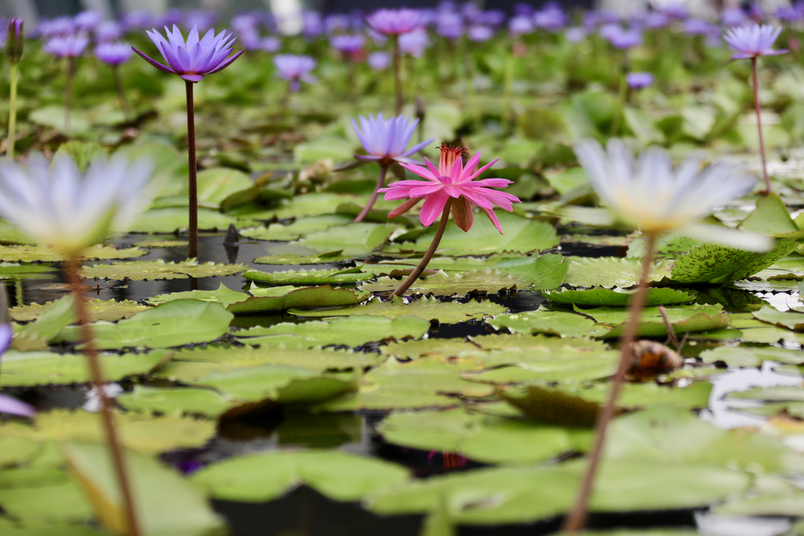 Fleur de lotus