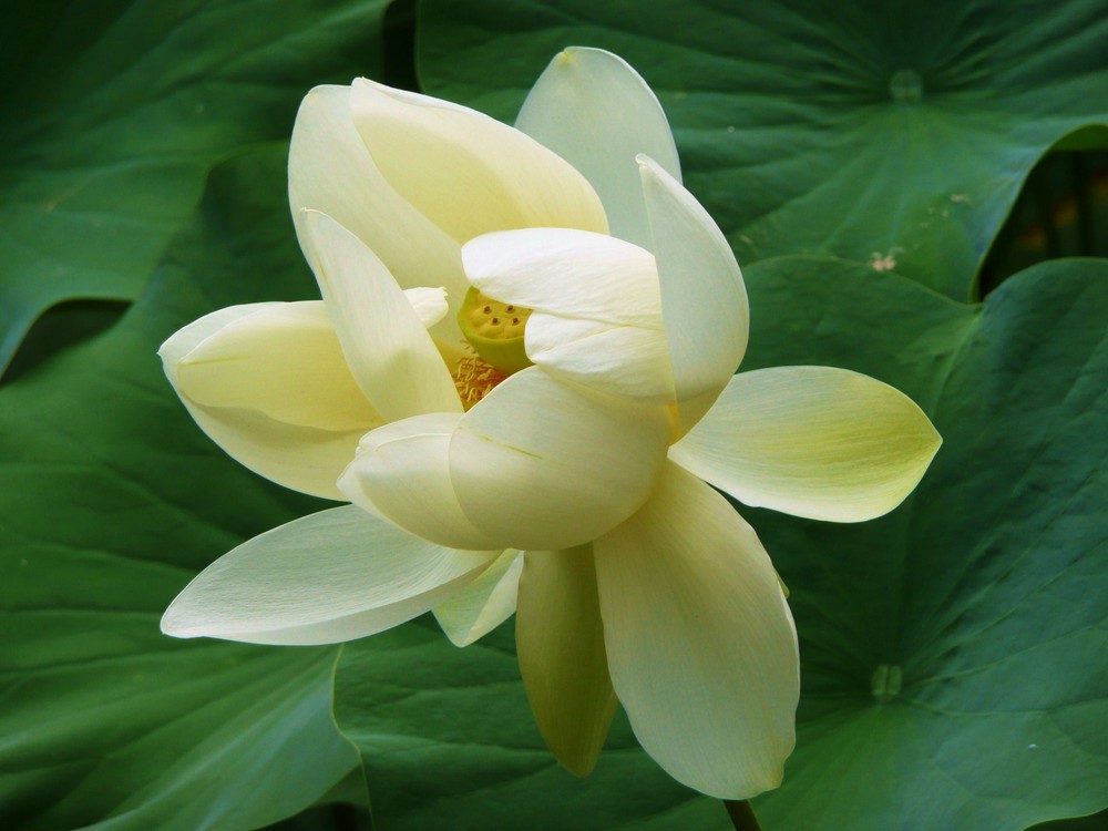 Fleur de Lotus