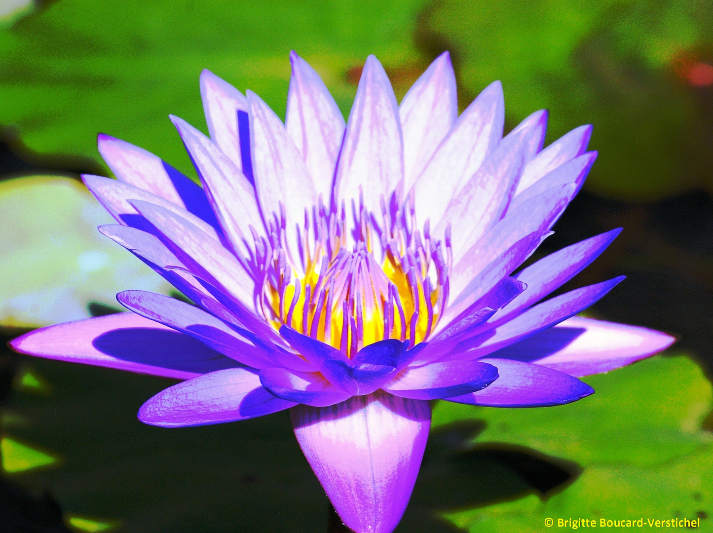 Fleur de Lotus, Bali.