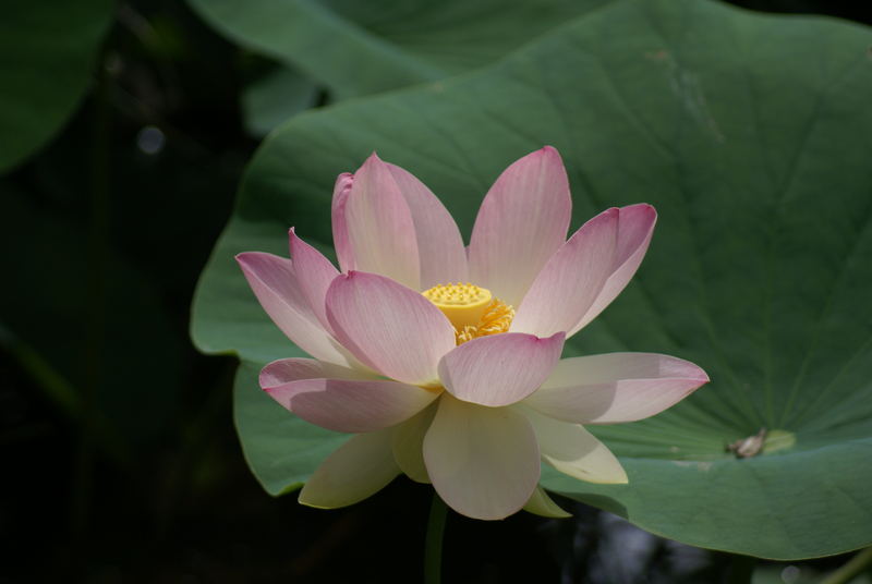 Fleur de lotus : de la boue nait la pureté.