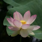 Fleur de lotus : de la boue nait la pureté.