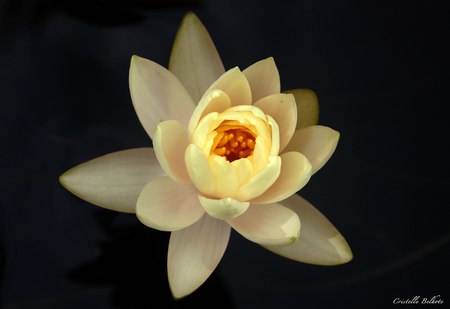 Fleur de Lotus2