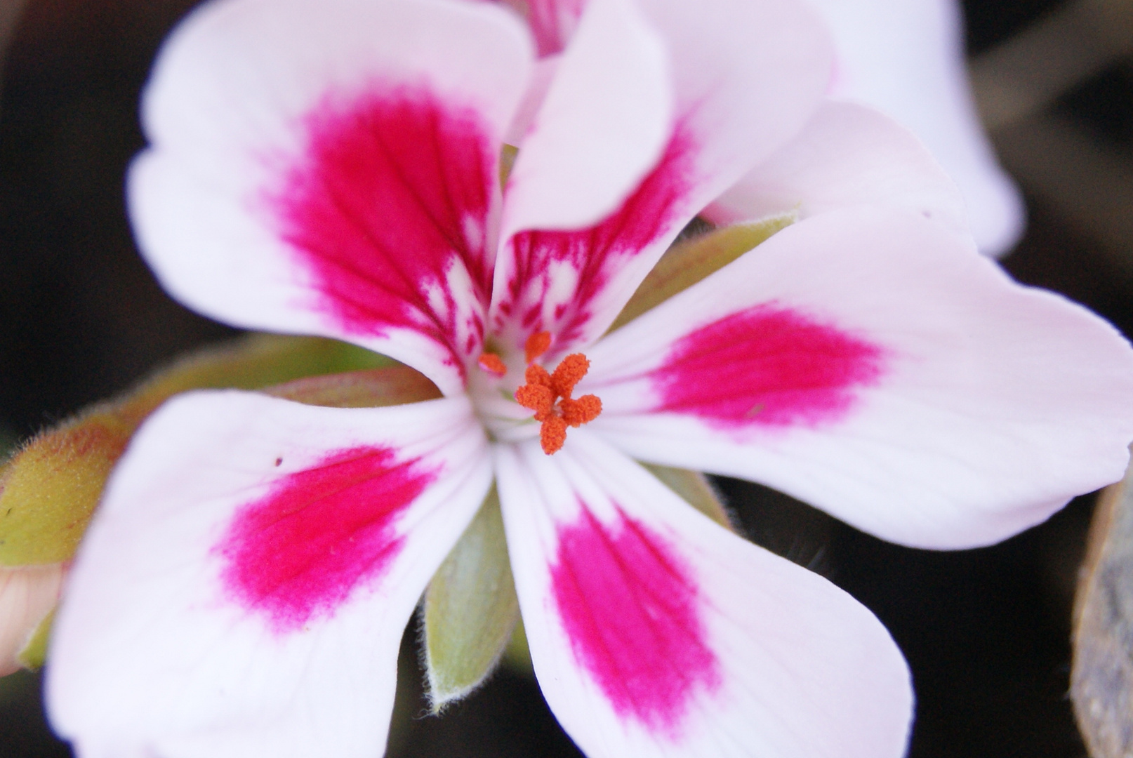 fleur de lumière