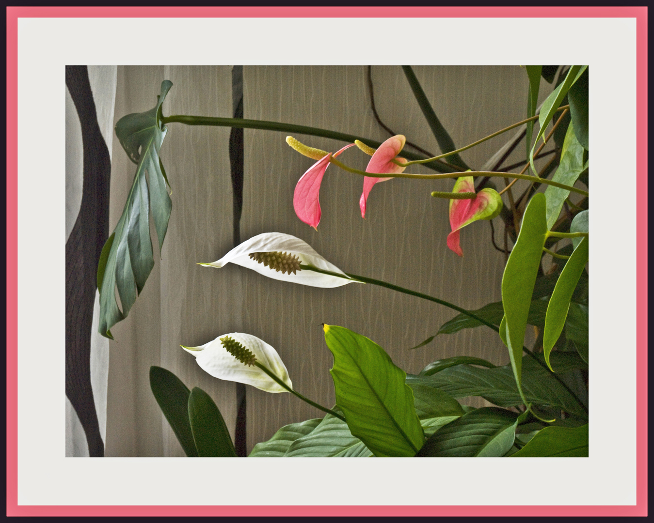 Fleur de lune et langue de feu  --  Spathiphyllum ,  Anthurium de Scherzer