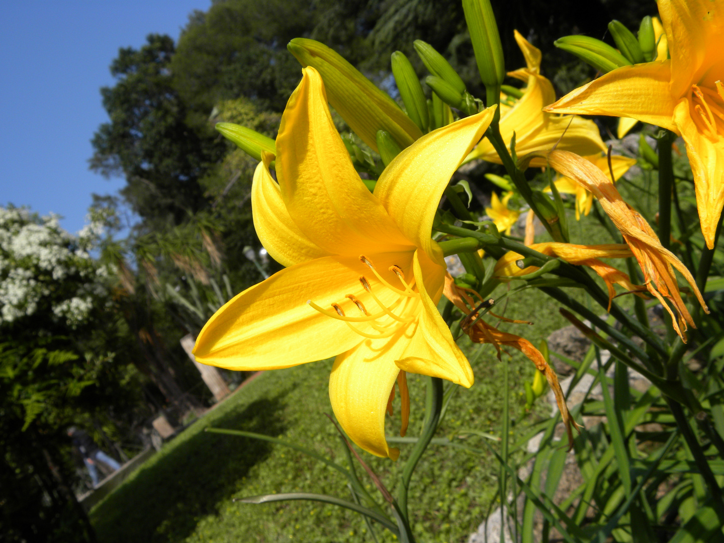 Fleur de Lys - Jardin anglais de Palerme