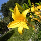 Fleur de Lys - Jardin anglais de Palerme